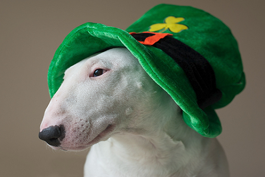 Greetings Card Design Two - A Dog wearing a St. Patricks Day hat